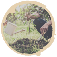 Our Story Planting Trees Our Story Planting Trees